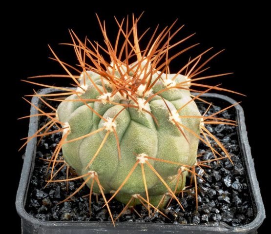 Copiapoa_uhligiana